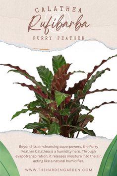 Embrace the cozy charm of Calathea Rufibarba 'Furry Feather'! 🌿🪶 With its soft, velvety leaves resembling feathers, this unique plant adds texture and warmth to any indoor space. Known for its air-purifying properties, 'Furry Feather' not only looks beautiful but also promotes a healthier home environment. Shop now and cuddle up to the allure of 'Furry Feather'! #CalatheaFurryFeather #IndoorPlants #Texture #Houseplants #PlantParenthood #GreenHome #PlantObsessed #PlantDecor #OnlinePlantShop Calathea Rufibarba, Celebrate Mom