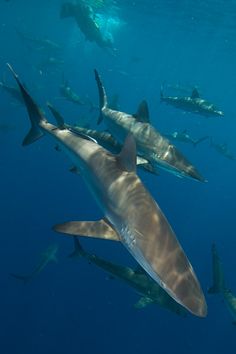 a large group of sharks swimming in the ocean