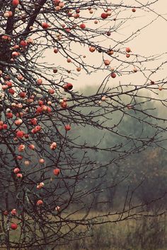 an apple tree with lots of fruit hanging from it's branches in a field