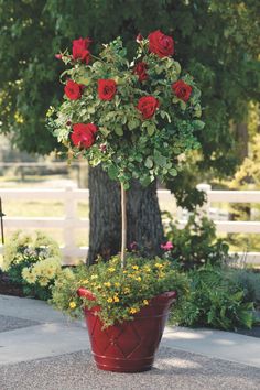 a potted plant with red roses in it sitting on the ground next to a tree