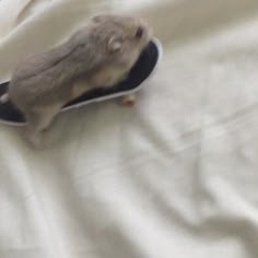 a small rodent sitting on top of a black shoe covered in white cloths