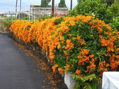 orange flowers line the side of a road