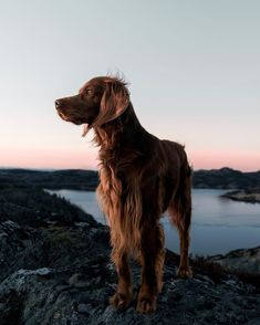 a brown dog standing on top of a rocky hill next to a body of water