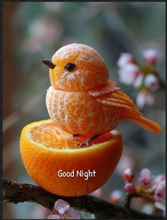 an orange with a bird on top of it and the words good night written below