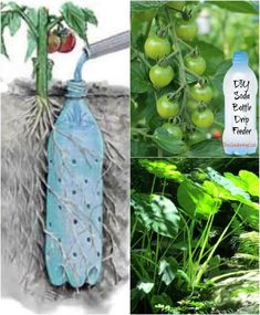 three different pictures with plants and water bottles on them, one is blue the other has green tomatoes