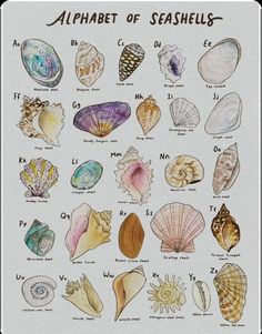 the alphabet of seashells is shown in this hand - drawn illustration, which includes several