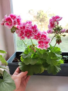 a person holding a potted plant in front of a window sill with pink flowers