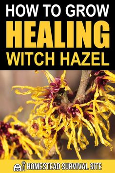 Diy Witch Hazel, Uses For Witch Hazel, Witch Hazel Uses, Borax Cleaning, Losing 40 Pounds