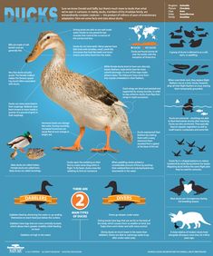 a poster with ducks and other birds on it's back side, which includes information about them