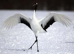 a large white bird with black wings standing in the snow and spread its wings out