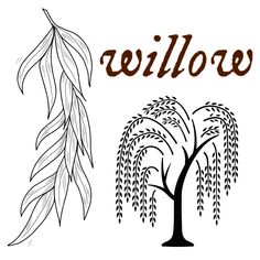 willow tree with leaves and the word willow in brown on a white background, hand drawn illustration