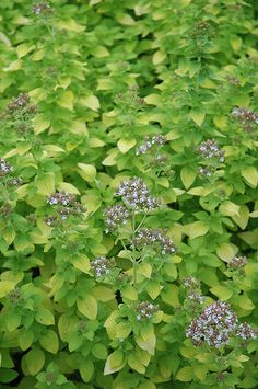 small green plants with purple flowers in the middle