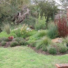 a garden with lots of different plants and trees