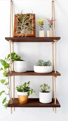 three wooden shelves with plants and potted plants on them, hanging from the wall