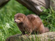 a small animal standing on top of a rock in the grass next to some tall grass