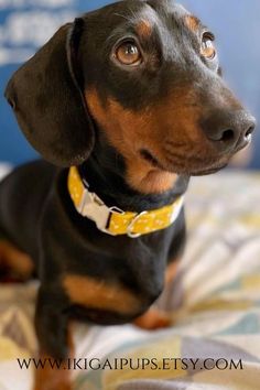 a black and brown dachshund sitting on top of a bed looking up