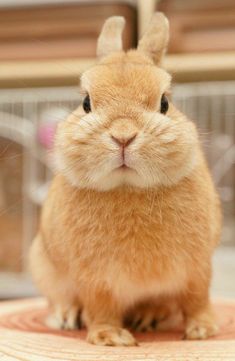 a small brown rabbit sitting on top of a wooden table