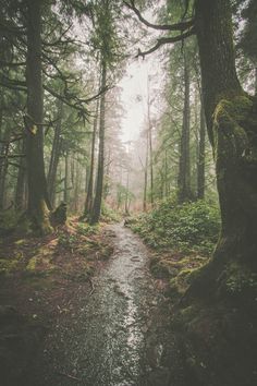 a path in the middle of a forest with lots of trees and moss growing on it