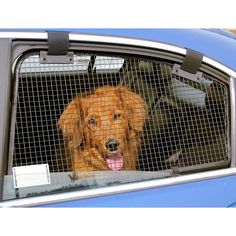 a dog sitting in the back seat of a car