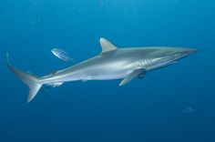 a large shark swimming in the ocean