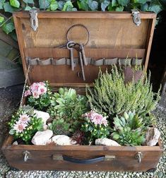 an old trunk filled with succulents and other plants sitting on top of gravel