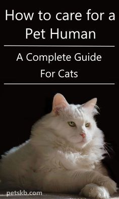 a white cat sitting on top of a floor next to the words how to care for a pet human