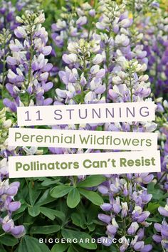 Learn About the Importance of Creating A Pollinator Paradise With These Perennial Wildflowers and Their Role in Sustaining Pollinator Populations. Pollinator Flowers, Bee Friendly Garden, Bee Friendly, Pollinator Garden, Outdoor Oasis, Perennials, Flower Garden, Oasis