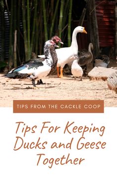 ducks and geese standing in front of bamboo trees with the words tips for keeping ducks and geese together