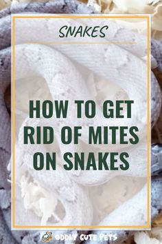 snakes with text that reads how to get rid of mitts on snakes