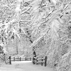 a black and white photo of snow covered trees in front of a fence with a gate