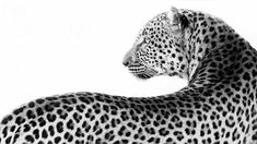 a black and white photo of a cheetah