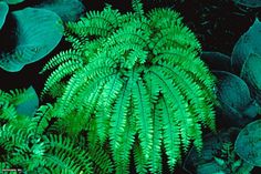 some green plants and leaves on the ground