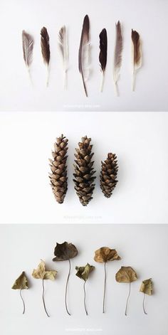 four different types of feathers and pine cones