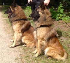 two dogs sitting on the side of a dirt road next to a man in black shirt