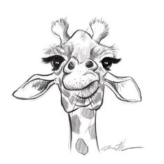 a pencil drawing of a giraffe's face