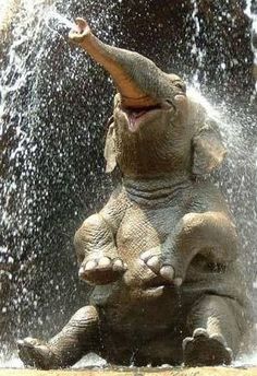 an elephant playing in the water with it's trunk