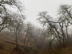 trees in the fog with no leaves on them