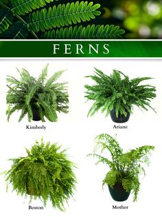 ferns are the most popular plants in the world, and they can be used to grow