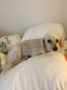 a white dog laying on top of a pillow