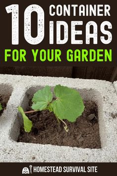 some plants are growing out of the ground with text overlay reading 10 container ideas for your garden