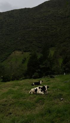 some cows are laying down in the grass