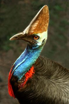 the head and neck of an emu