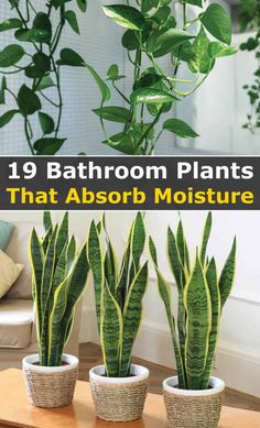 three potted plants with text overlay that reads 19 bathroom plants that absorb moisture