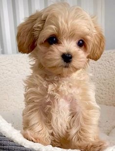 a small brown dog sitting in a bed