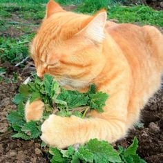 an orange cat laying on the ground next to some green leafy plants and grass