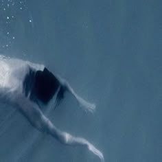 a man swimming in the water with his back turned to the camera and head down