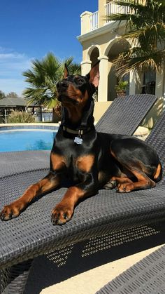 a black and brown dog laying on top of a chair next to a swimming pool