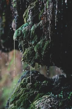 moss growing on the side of a rock covered in drops of water and raindrops