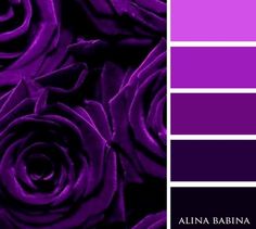 purple color palette with roses in the middle