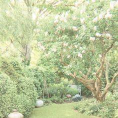 an image of a garden setting with trees and bushes in the foreground, grass on the other side